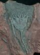 Moroccan Crinoid Fossil - Scyphocrinites #8457-2